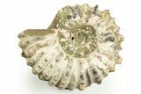 Bumpy Ammonite (Douvilleiceras) Fossil - Madagascar #308057-1